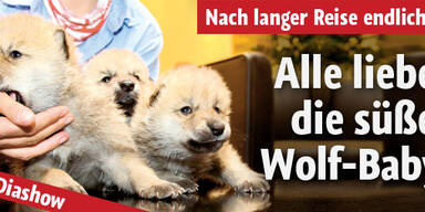 Die Vulkan-Wölfe sind in Wien gelandet