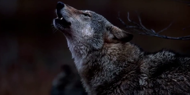 Wolf_Natur (2).png