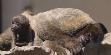 S&uuml;&szlig;es Wollaffenbaby bricht alle Herzen