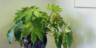 Wolll&auml;use mit Spiritus-Seifen-L&ouml;sung bek&auml;mpfen