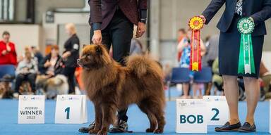 Gro&szlig;spitz aus N&Ouml; siegt bei World Dog Show in Helsinki