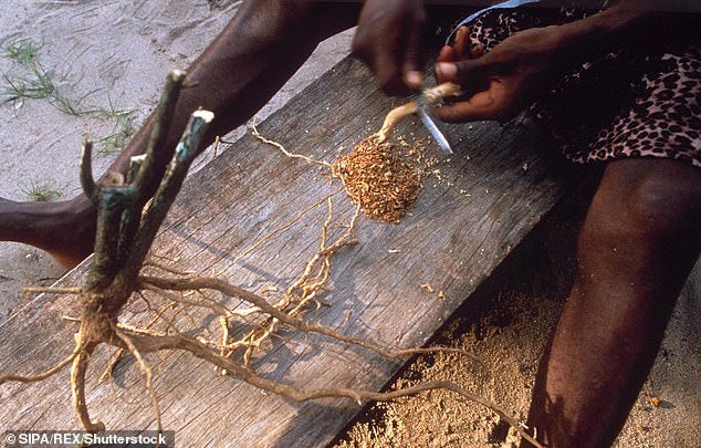 'Wunderdroge' soll Gehirn resetten und Süchte heilen