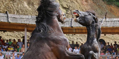 Irre: So blutig ist Chinas Pferde-Kampf-Fest