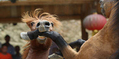 Irre: So blutig ist Chinas Pferde-Kampf-Fest