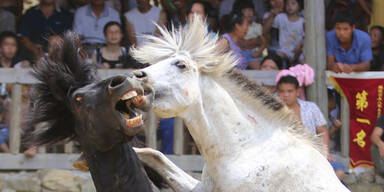 Irre: So blutig ist Chinas Pferde-Kampf-Fest