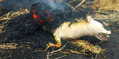 Yulin Hundefleischfestival