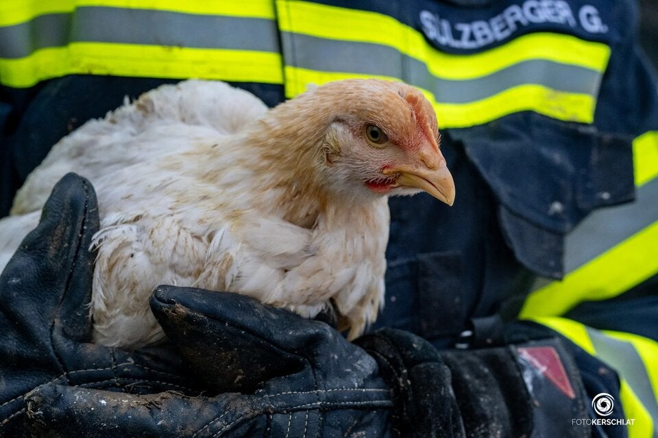 Hühnertransporter auf glatter Straße verunglückt.