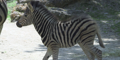 Zebra