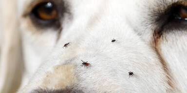 Hundebesitzer besonders gefährdet