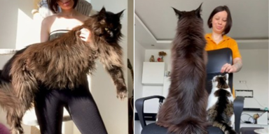 Riesen-Kater "Zeus" lässt das ganze Internet staunen