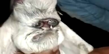 Jam Press Vid/Rare Shot News