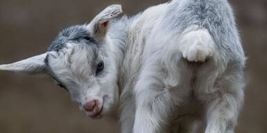 Ziegennachwuchs in Schmiding