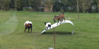 Wenn Ziegen balancieren ...