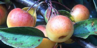 Zier&auml;pfel bringen Farbe in den Garten