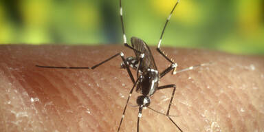 Nach Corona: N&auml;chster Virus-Alarm in Indien