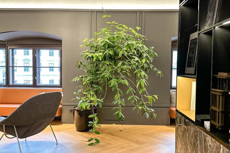 So können Sie Benkos Möbel ersteigern