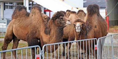 Ried im Innkreis: Hungriges Zirkus-Kamel lief Amok | Zwei Frauen beim F&uuml;ttern attackiert