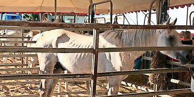 Wirbel um abgemagerte Zirkus-Pferde