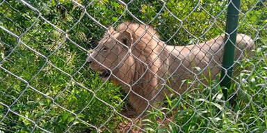 Mann springt in L&ouml;wengehege und wird t&ouml;dlich verletzt