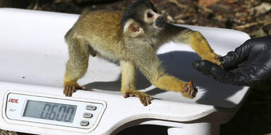 Londoner Zoo vermisst 17.000 Tiere