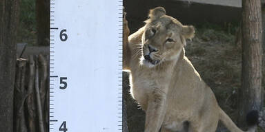 Londoner Zoo vermisst 17.000 Tiere