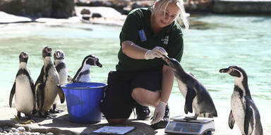 Londoner Zoo vermisst 17.000 Tiere