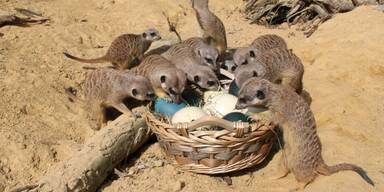 Zoo Linz lockt die Kids in den Ferien