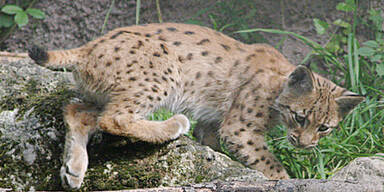 ZooSBG_Luchs_much