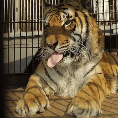 Tödliche Tiger-Attacke in Köln  