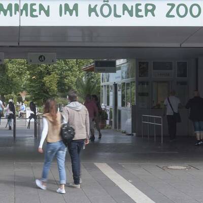 Tödliche Tiger-Attacke in Köln  
