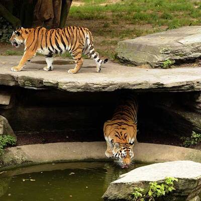 Tödliche Tiger-Attacke in Köln  