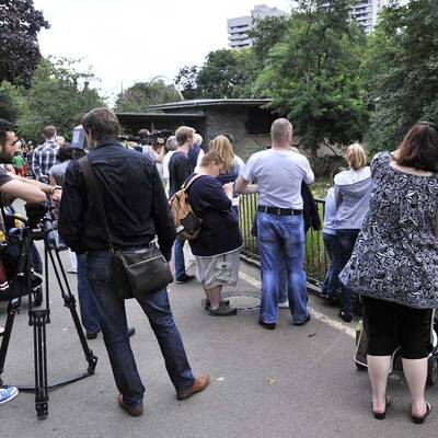 Tödliche Tiger-Attacke in Köln  