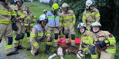 Das Kalb "Lucky" hatte Glück Im Unglück