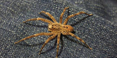 "Horror-Tarantel" auf dem Weg nach &Ouml;sterreich