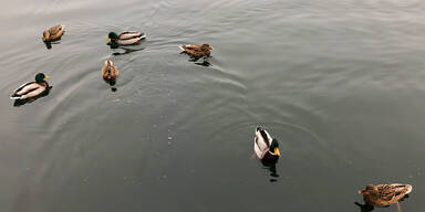 Zu viele Enten durch F&uuml;tterung