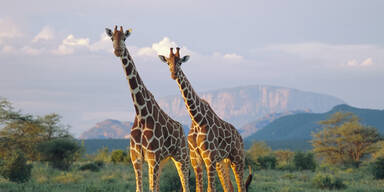 Kabel zu tief: Giraffen sterben qualvoll nach Stromschlag