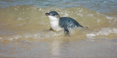 Zwergpinguin Neuseeland
