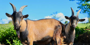 Zoodirektor lie&szlig; Ziegen f&uuml;r Party-Snacks t&ouml;ten