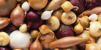 Zwiebel-Teaser