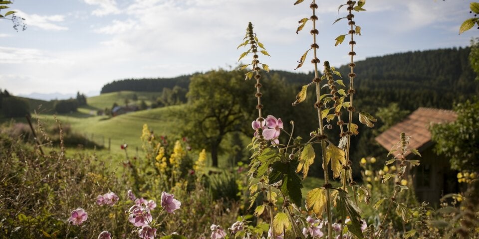 Allgäuer Wildkräuter erleben Renaissance