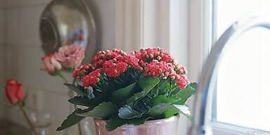 &Uuml;bersteht auch trockene Zeiten