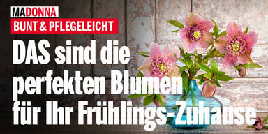Bunt & pflegeleicht: Mit diesen Winterblumen holen Sie sich den Frühling nach Hause