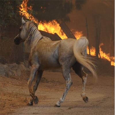 Waldbrände vor Los Angeles