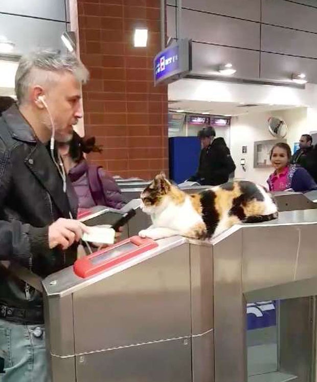 Israelische Katze kontrolliert Zugtickets