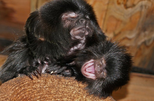 Tierbabys im Wiener Haus des Meeres