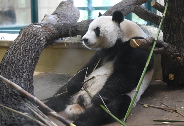 Panda-Männchen Yuan Yuan offiziell an Zoo übergeben
