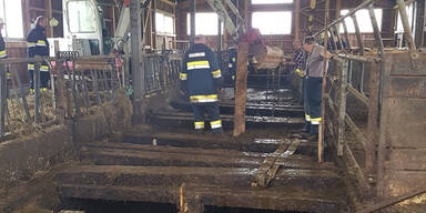 Stiere brachen durch Stallboden - Ein Tier tot
