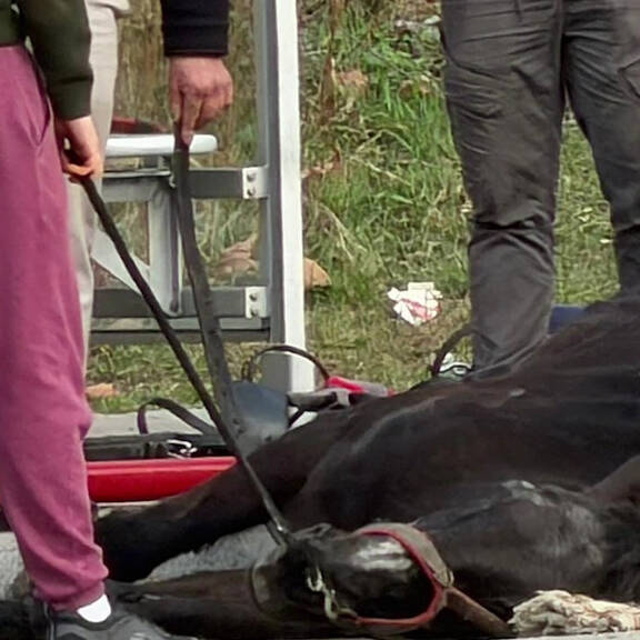 Fiaker-Unfall in Wien: Pferd vor Ort eingeschläfert