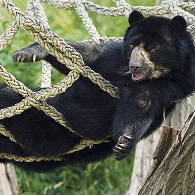 Spiel und Spaß im Tiergarten