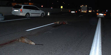 Vier Autos rasen in Wildschwein-Rudel 